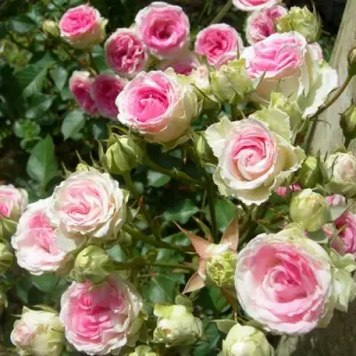 Роза МИМИ ЭДЕН спрей в Мозыре