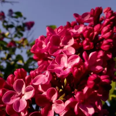 Сирень КРАСНАЯ МОСКВА в Мозыре