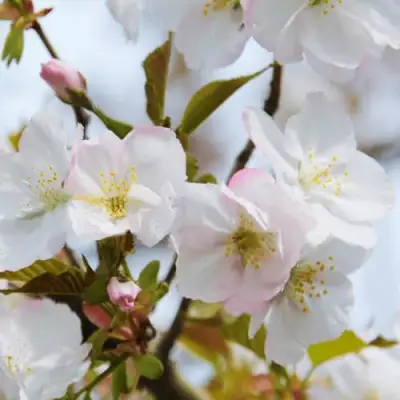 Вишня ОКАМЕ в Мозыре