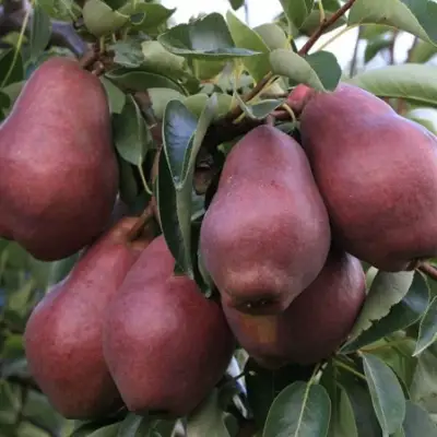 Груша РЕД ВИЛЬЯМС в Мозыре