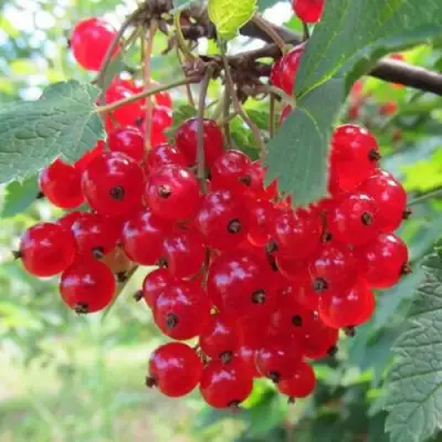 Смородина красная КРАСНАЯ АНДРЕЙЧЕНКО в Мозыре