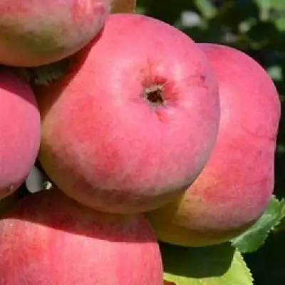 Яблоня ВЭМ-РОЗОВЫЙ в Мозыре