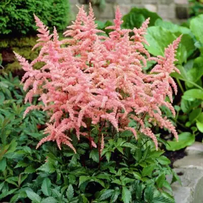 Астильба БРЕССИНГЕМ БЬЮТИ Арендса в Мозыре