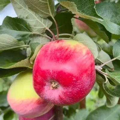 Яблоня АРБАТ колонновидная в Мозыре