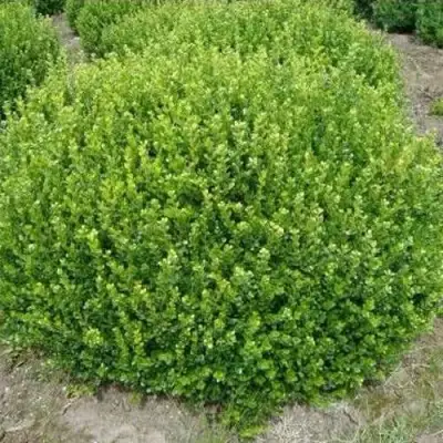 Самшит ФОЛКНЕР в Мозыре