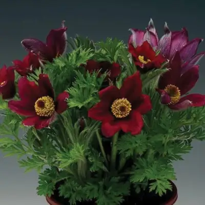 Прострел ПИНВИЛ РЕД ШЕЙДЕС в Мозыре