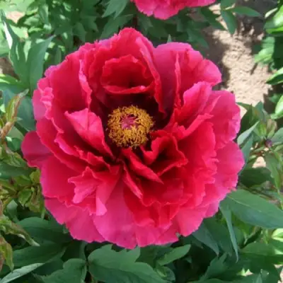 Пион КРАСНЫЙ ГИГАНТ древовидный в Мозыре