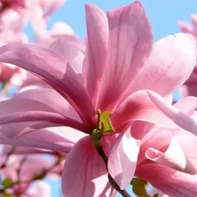 Магнолия ГАЛАКСИ в Мозыре