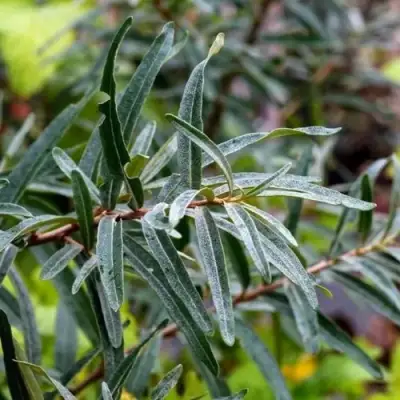 Облепиха АДАМ (МУЖСКАЯ) в Мозыре