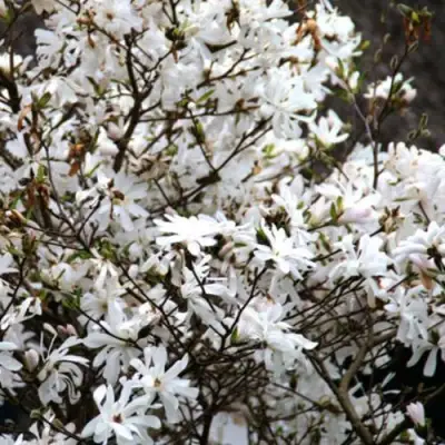 Магнолия СТЕЛЛАТА в Мозыре