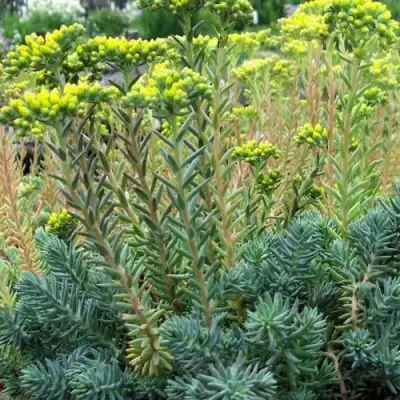 Очиток (седум) отогнутый в Мозыре