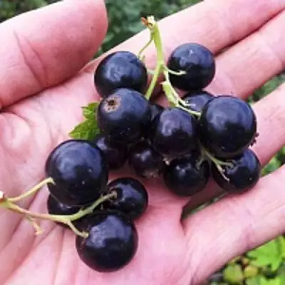 Смородина чёрная ГЕРКУЛЕС в Мозыре