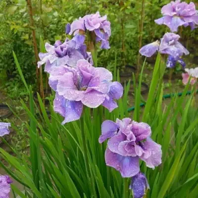 Ирис ХЭВИНГ ФАН сибирский в Мозыре