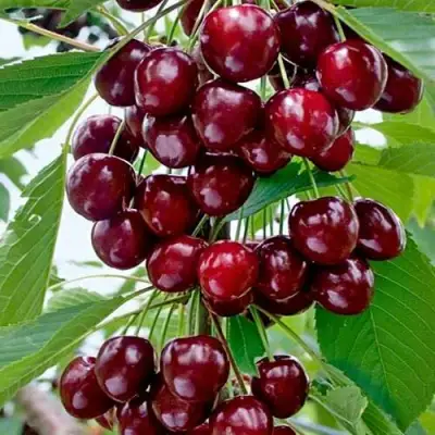 Черешня ХЕЛЕНА колоновидная в Мозыре