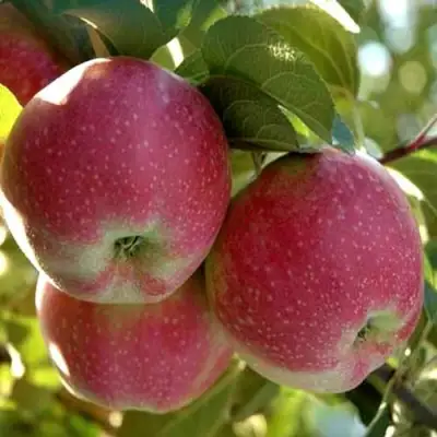 Яблоня АЛЬВА в Мозыре