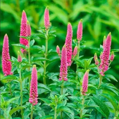 Вероника РОНИКА ФУКСИЯ в Мозыре