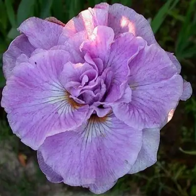 Ирис ИМПЕРИАЛ ОПАЛ сибирский в Мозыре