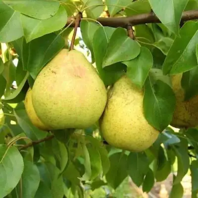 Груша ВЕЛИКАЯ ЛЕТНЯЯ (БОЛЬШАЯ ЛЕТНЯЯ) в Мозыре