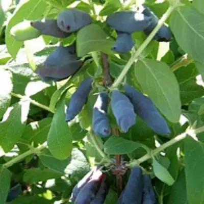 Жимолость съедобная НИМФА (ГАММА) в Мозыре