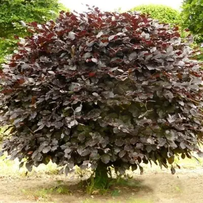 Бук лесной АТРОПУНИЦЕА в Мозыре