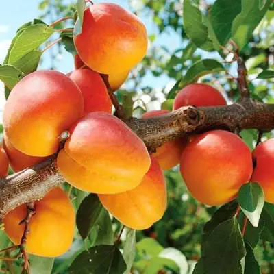 Абрикос ТРИУМФ СЕВЕРНЫЙ в Мозыре