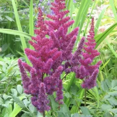 Астильба КАРАОКЕ ПАРТИ китайская в Мозыре