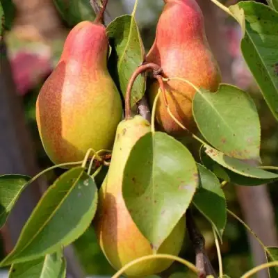 Груша РУССКАЯ КРАСАВИЦА (КРАСАВИЦА ЧЕРНЕНКО) в Мозыре