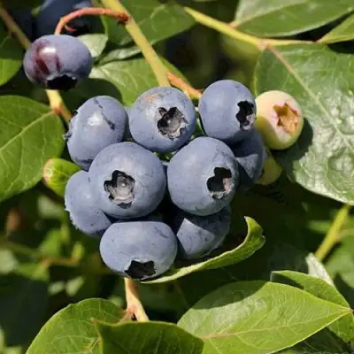 Голубика ШАНТЕКЛЕР в Мозыре