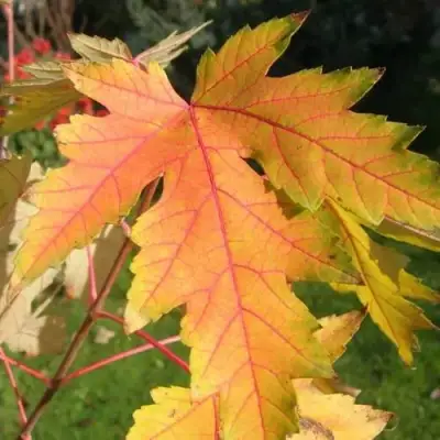 Клен серебристый в Мозыре