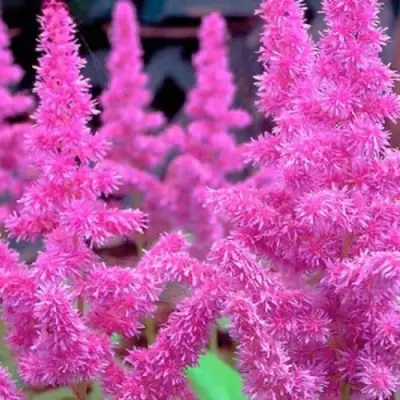 Астильба АМЕТИСТ Арендса в Мозыре