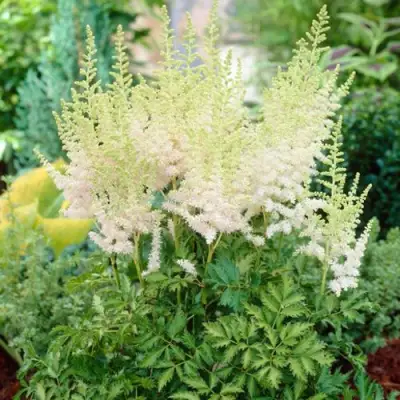 Астильба МИЛК ЭНД ХАНИ китайская в Мозыре