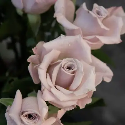 Роза МЕНТА чайно-гибридная в Мозыре