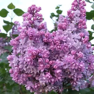 Сирень КОЛХОЗНИЦА в Мозыре