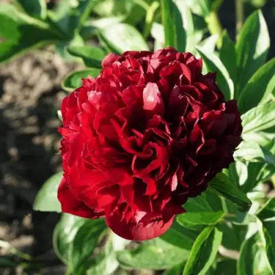 Пион ЧЕРРИ ХИЛЛ травянистый в Мозыре