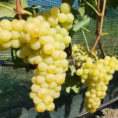 Виноград КИШМИШ ЗОЛОТЦЕ в Мозыре