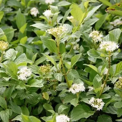 Дерен ФЛАВИРАМЕА отпрысковый в Мозыре