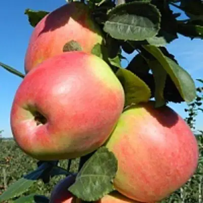Яблоня БРЯНСКОЕ РОЗОВОЕ в Мозыре