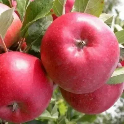 Яблоня ПОСПЕХ в Мозыре