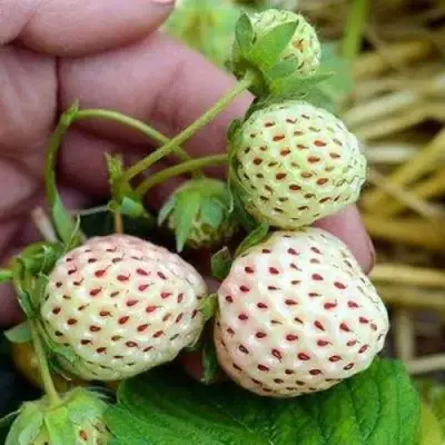 Клубника АНАНАСА ремонтантная в Мозыре