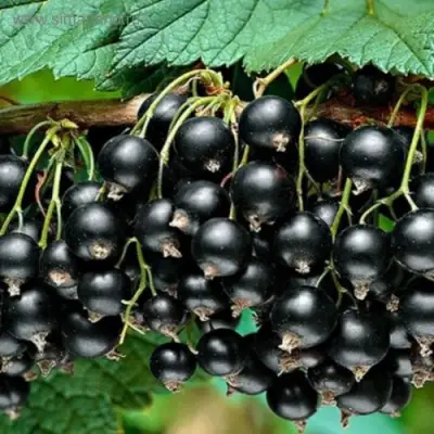 Смородина черная БЕН КОНАН в Мозыре