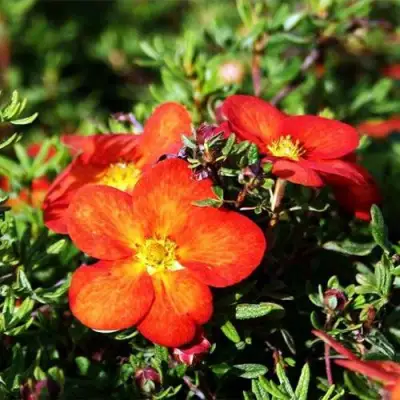 Лапчатка РЕД АЙС кустарниковая в Мозыре