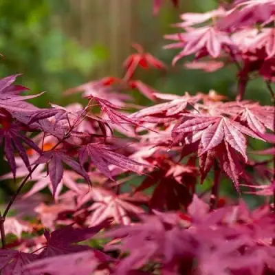 Клен дланевидный АТРОПУРПУРЕУМ в Мозыре