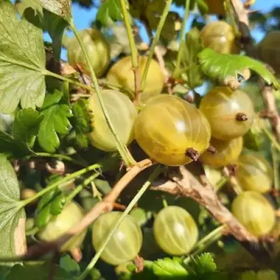 Крыжовник БЕЛОРУCСКИЙ САХАРНЫЙ 2 в Мозыре
