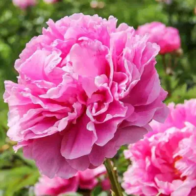 Пион АЛЕКСАНДР ФЛЕМИНГ травянистый в Мозыре