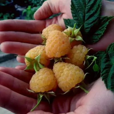 Малина ЗЮГАНА ЗОЛОТАЯ в Мозыре