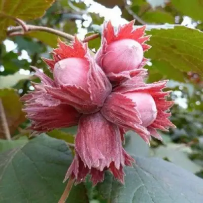 Фундук СКАРЛЕТТ в Мозыре