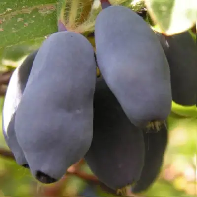 саженцы жимолости крупноплодная