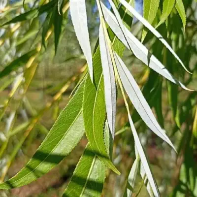 Ива ВИТЕЛЛИНА белая  в Мозыре