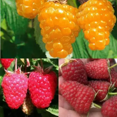 Комплект ЗОЛОТАЯ МАЛИНА в Мозыре