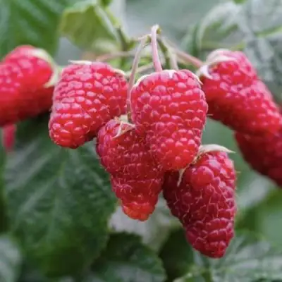 Малина МАРОСЕЙКА в Мозыре